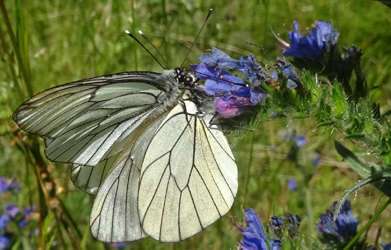 91 uova gialle : Aporia crataegi su..... Sambucus nigra